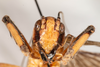 CollectionObject 2602181; 6e5c7ae2-6b2d-4749-83bf-67cc330e0a3d: male, anterior view (syntype). (CollectionObject).