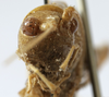 CollectionObject 1539608; 8f968fd7-e63f-44c8-b8a6-bc4453baeca6: male subgenital plate (lectotype). (CollectionObject).