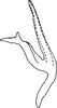 Aedeagus, lateral view on Cassianeura cassiae (Ahmed, 1970): (Observation).
