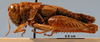 CollectionObject 1514209; c54f342b-3292-449f-adf5-1a1b2b5f7923, MLP3670/4: Image Cigliano, M.M. female, lateral view (paratype). (CollectionObject).