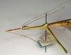 CollectionObject 1560014; NMW 1031, e4036e92-a584-435d-90b3-536c7d44e8fe: copyright NMW, Vienna. female: head and thorax, lateral view (holotype). (CollectionObject).