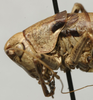 CollectionObject 1535132; 88410680-cf37-4b8f-836b-71c7238efcd2: female head and pronotum, lateral view (syntype). (CollectionObject).