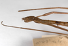 CollectionObject 1558082; 9c03b4ec-6772-4d67-b7b8-f80a434306d5: copyright ZMHB, Berlin. female: head & thorax, lateral view (holotype). (CollectionObject).