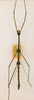 CollectionObject 1559368; 0817038e-c692-4b52-8455-a27d29852bbc: copyright ANSP. male (syntype). (CollectionObject).