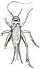 Pl. IX, Fig. 9a. male, wings closed. Depicts Acheta domesticus (Linnaeus, 1758), an Otu.