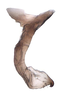 Stylus on Biza craspa Kramer, 1962: Male holotype [USNM]: style, lateral view. (Observation).