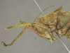 CollectionObject 2242662; 3273d924-1f35-43a6-8341-fe62b148f4a1: Male, head and thorax, lateral view. (CollectionObject).