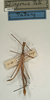 CollectionObject 1561850; NMW 1018, 8cc447cc-facb-4f3b-b73b-917df7ca4ae0: copyright NMW, Vienna. male (lectotype). (CollectionObject).