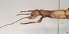 CollectionObject 1558242; 14cb91d8-5b02-48a2-9e8d-2415d0c71000: copyright Natural History Museum, London. female: head and thorax, lateral view (holotype). (CollectionObject).