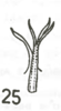 Aedeagus, ventral view on Cumora (Cumora) appendiculata (Menezes, 1974): apical end of the aedeagus, caudal view. (Observation).