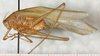 CollectionObject 1533002; 3233cdb5-d4b6-4aca-92ec-dad807f55362: male, lateral view. (CollectionObject).