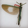 CollectionObject 1562154; 7d65faa0-ce26-449d-9f33-09a9a54ed17d: copyright ANSP. female (holotype). (CollectionObject).