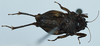 CollectionObject 1505160; 377f976c-6097-488c-9f8d-b586d00019ea: male, ventral view (syntype). (CollectionObject).