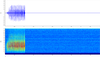 Aglaothorax morsei (Caudell, 1907): Above: Calling song of A. morsei, Los Angeles County, California, 5 s window showing one echeme consisting of 15 pulse trains; Below: spectrogram of echeme's above ultrasonic frequencies beyond human hearing range lie above white dashed line, warmer colors indicate higher sound energy, most of which is ultrasonic. (Otu).