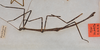 CollectionObject 1559010; b1b7af32-929c-4341-b187-0c427688e1ac: copyright USNM, Washington. (CollectionObject).;CollectionObject 1559011; 4b79db5f-56ee-41d9-945c-417a68134647: copyright USNM, Washington. (CollectionObject).