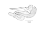 Robustusacris balzapambae (Rehn, 1913): Fig. 4E. phallic complex, without epiphallus, lateral view. (Otu).