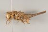 CollectionObject 1499312; 25010166-abb4-4307-b710-313c2725bbe9: Male, lateral view, left (holotype). (CollectionObject).