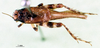 CollectionObject 1501910; 3c0151bd-9878-49aa-ac03-7b227ef8c4bc: male, dorsal view. (CollectionObject).