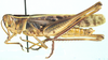 Cyathosternum prehensile Bolívar, 1882: male, lateral view. (Otu).