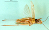 female, ventral view (syntype). Depicts CollectionObject 1502014; 3188bf62-f140-4c15-94c6-5e7881375894, a CollectionObject.