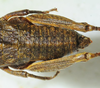 CollectionObject 1498697; 922d6b58-9b60-4168-8926-1f438a0de90d: female abdomen, dorsal view. (CollectionObject).