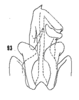 Pygofer, ventral view on Cixius (Pseudocixius) bandarus (Caldwell, 1950): (Observation).
