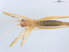 CollectionObject 1576014; 02e6dbe1-1240-40eb-bbac-7d5242d9d7cb: female, dorsal view (allotype). Parque Nacional do Pau Brasil, Porto Seguro, Brazil. (CollectionObject).