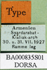 CollectionObject 1501126; 73899ea0-e55d-41a4-845d-902a96468bf2, DORSA BA000835S01: labels (holotype). (CollectionObject).