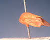 Habitus, lateral view on Ochropepla corrosa (Fairmaire, 1846): (Observation).