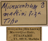 labels (holotype of Microcentrum malkini). Depicts CollectionObject 1542745; 4e823769-fc41-4d64-9b26-a41343bbe808, a CollectionObject.