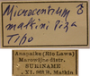 CollectionObject 1542745; 4e823769-fc41-4d64-9b26-a41343bbe808: labels (holotype of Microcentrum malkini). (CollectionObject).
