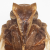 Head: !! display not done !! on Bothriocera furcata Caldwell, 1943: (Observation).