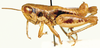 Dirshacris aridus Brown, 1959: male, lateral view. (Otu).
