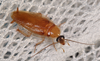 CollectionObject 1576561; 437e67ae-4c6a-4916-acdd-dd96f1e0093f: Copyright David Rentz. (CollectionObject).