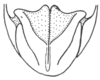 Ceuthophilus (Ceuthophilus) maculatus (Harris, 1835): Fig. 722. male subgenital plate. (Otu).