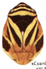 Habitus, dorsal view on Clastoptera saintcyri Provancher, 1872: (Observation).