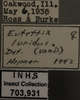 Other: !! display not done !! on Eutettix (Eutettix) luridus (Van Duzee, 1890): Labels. Labels for the face image. (Observation).