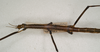 CollectionObject 1562500; 9021eb20-6092-4c64-b38e-05b0307242c1: copyright St. Petersburg. female (syntype). (CollectionObject).