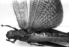 CollectionObject 1523921; 97482a8c-bc14-4844-820c-1afba05ed7c4: Image Carbonell, C.S. female, dorsal view (holotype of Tropidacris rex). (CollectionObject).