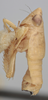 Habitus, lateral view on Athysanella (Athysanella) plana Ball & Beamer, 1940: Lateral. (Observation).