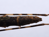 CollectionObject 1576320; 9219c460-3366-4b11-bd89-81ca55b0e86c: copyright ZRC, Singapore. female: end of abdomen, dorsal view (holotype). (CollectionObject).