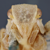 Head on Anormenis stupida (Melichar, 1902) now Anormenis media (Melichar, 1902): (Observation).