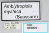 CollectionObject 2800390; CNCI 983009, 6b4e5d31-1bad-4841-a06f-664b7bc737cd: labels. (CollectionObject).