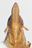 Head: !! display not done !! on Tumidagena terminalis (Metcalf, 1923): (Observation).