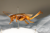 CollectionObject 1531188; 50b062db-a865-4c00-ae02-37d0a1f89f8b: female, lateral view (holotype). (CollectionObject).