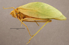 CollectionObject 1568537; 93017c23-d9ba-4813-89e8-6bfb2ffe825e: male, lateral view (syntype Phylloptera alliedea ). (CollectionObject).
