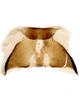 Forewing: Female internal sternum VIII.<br>Mexico, Morelia, CNC. (Observation).