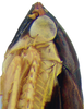 Head on Pseudocostanana rubromarginata (Domahovski & Cavichioli, 2023): Male holotype [DZUP]: head, pronotum and mesonotum, lateral view. (Observation).