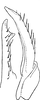 Subgenital plate: !! display not done !! on Forcipata citrinella (Zetterstedt, 1828): Subgenital plate (forma similis). (Observation).