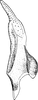Stylus: !! display not done !! on Cicadula (Cicadula) quadripunctata (Villers, 1789): Stylus. (Observation).